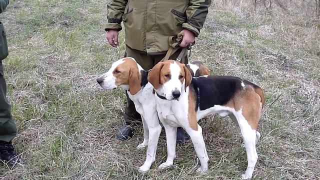 Белгородцы в Новопашковском лесу смотреть онлайн