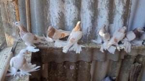 Голуби на продажу Агараны