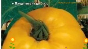 Томат обыкновенный Самохвал. Краткий обзор, описание характеристик, где купить семена