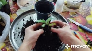 СТРЕПТОКАРПУСЫ- пересадка, деление взрослых растений!