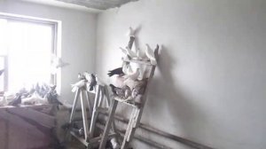 голуби на продажу кировоградские старые породы у Сереги в Тополевке 26.112020г т.89272224427