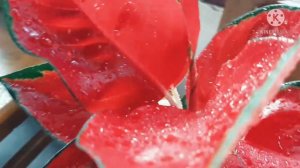 Aglaonema Suksom Jaipong