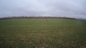 Две охоты на зайца.Краснодарский край