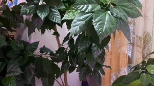 ГИБИСКУС (КИТАЙСКАЯ РОЗА)!Как ухаживать, чтобы цвела?