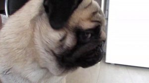 Мопс Чубака