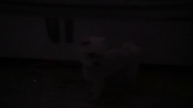 НОВОГОДНЯЯ ИСТОРИЯ УЖАСОВ! КОТЫ ПРОВЕЛИ НОЧЬ ПОД ЁЛКОЙ И УВИДЕЛИ СТРАШНОЕ... смотреть онлайн