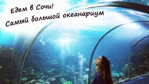 Океанариум в Сочи - цены, советы, экскурсия!