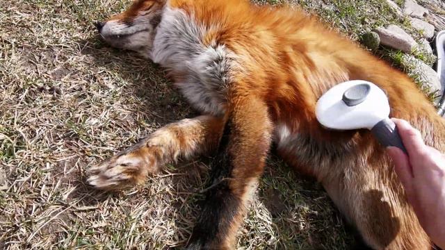 Волшебная расческа ☀ Лисы Альф, Василиса и Фокси смотреть онлайн