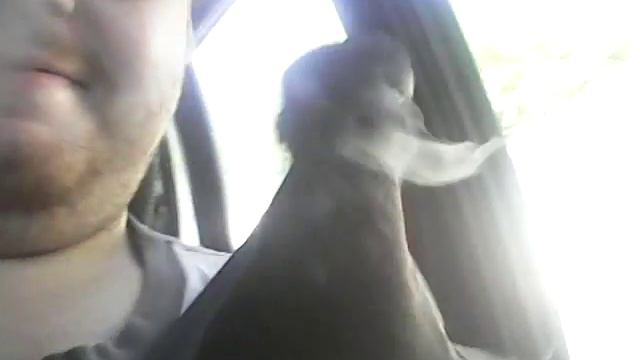 Голубь в машине смотреть онлайн