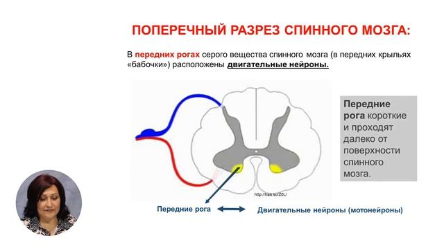 Биология, 11-й класс, Центральная нервная система: анатомия и физиология спинного мозга смотреть онлайн