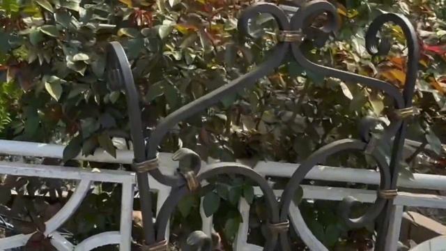 Бесплатное удобрение и защита роз от почвенных вредителей. Метаризин культивирование в жидкой фазе.