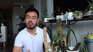 Indoor Plant Collection Updates | Overwatering, Repotting, Air Layering House Plants