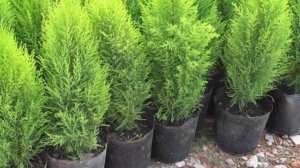 Пересадка комнатного кипариса. Как, куда и когда пересаживать кипарис.