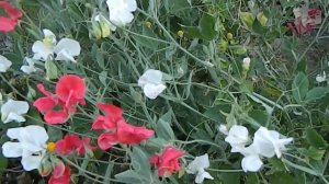 Душистый горошек - как вырастить без хлопот