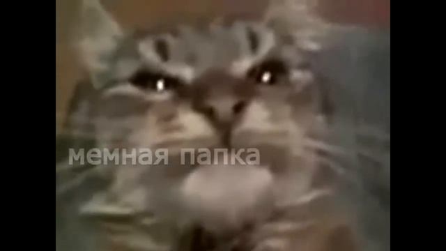 Линда киты кошки