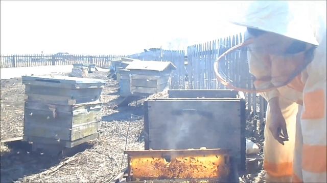 Пересадка пчел в чистые ульи, дезинфекция огнем. смотреть онлайн