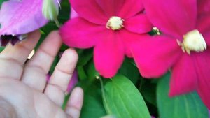 Клематисы. Обрезка на зиму разных групп.