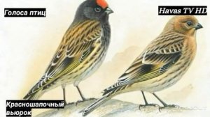 ГОЛОСА ПТИЦ.. КРАСНОШАПОЧНЫЙ ВЬЮРОК.19.12.2022.