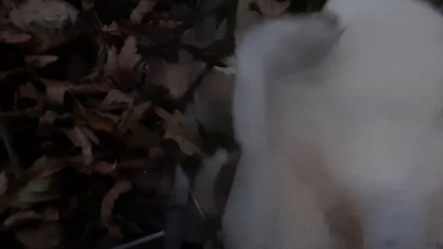 Собираем рядовку. Крым - 17 октября 2022 года. смотреть онлайн