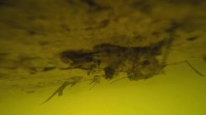 GoPro утонула в реке