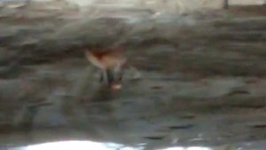 Лисица (бешеная) охота закрыта пожинаем плоды роста популяции хищника. Много больных. 2023г