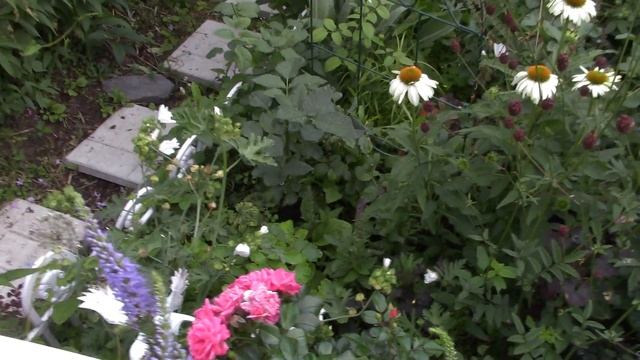 Красоты много не бывает!!!Необычная гортензия, и конечно горечавки ,и ситцевый цветник... смотреть онлайн