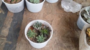 || SUCCULENT FAQ 64 || CAN I GROW SUCCULENTS IN TERRARIUM ||