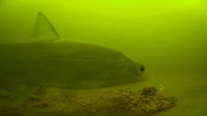 Подводные съемки Кумбыш, Падостров. Как работает прикормка на сига!