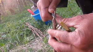 Весенняя ПРИВИВКА УЛУЧШЕННОЙ КОПУЛИРОВКОЙ Груши на Дичку