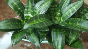 ПОЛНЫЙ ОБЗОР САНСЕВИЕРИЙ 06.07.2021. Моя коллекция сансевиерий