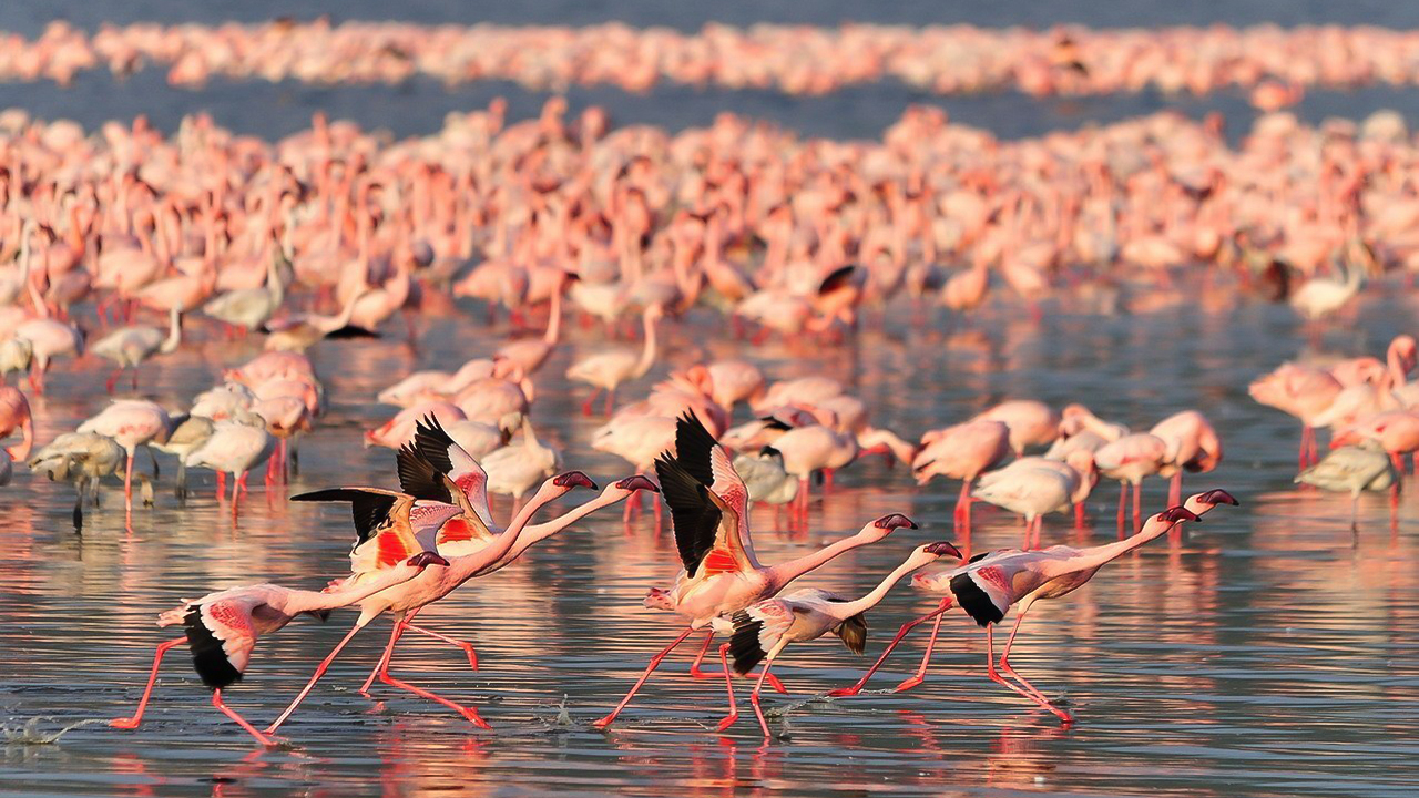 Фламинго На Озере