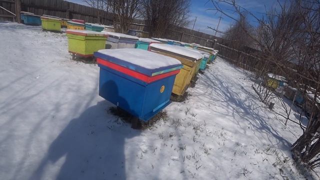 24 АПРЕЛЯ ПАСЕКА В СНЕГУ, СЮРПРИЗЫ ПРИРОДЫ.