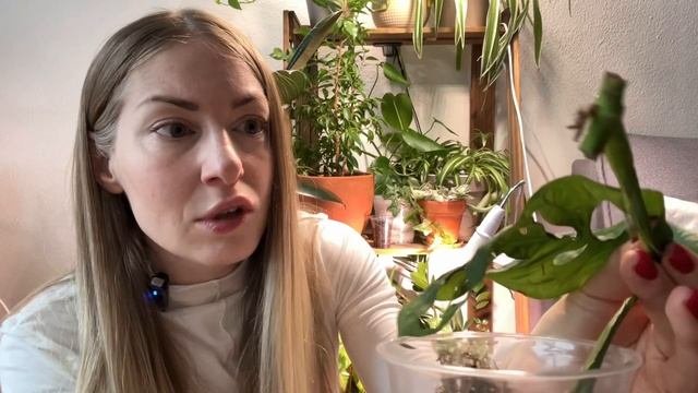 Обзор моей коллекции домашних растений. Какие растения хорошо адаптируются к темноте и холоду?