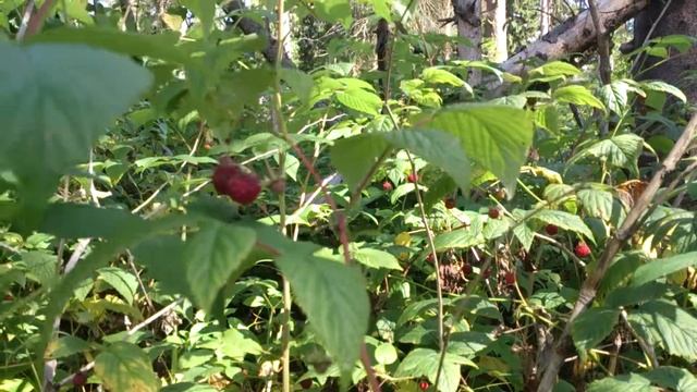 Пение птиц и дикая лесная малина у города Мытищи смотреть онлайн