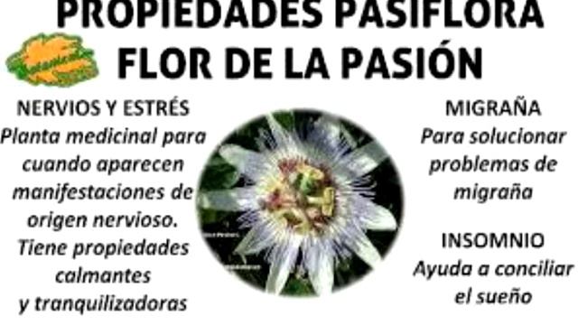 PARA QUE SIRVE LA PASIFLORA Y SUS BENEFICIOS (ideal para los nervios y el sueño) смотреть онлайн