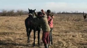 Заездка Лошади (2 года , кабыла )