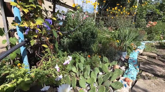 КАКТУС ЦВЕТЕТ 1 ДЕНЬ. Дарим радость друзьям. смотреть онлайн