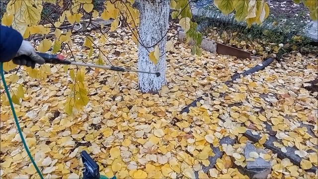 ЛИСТОПАД В ДЕКАБРЕ / ТОТАЛЬНАЯ ОПРЫСКИВАНИЕ САДА В ДЕКАБРЕ / ЛЕНИВАЯ ГРЯДКА / МОЙ ОПЫТ САДОВОДСТВА