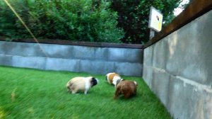 СЛИШКОМ МНОГО МОРСКИХ СВИНОК ДЛЯ ВИКИ ЧТОБЫ ВСЕХ ПОГЛАДИТЬ / The Batavo-Ukrainian Family