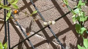 Джон Колер, веган-сыроед 23 года. Мужчина без возраста питается сырой зеленью со своего двора.