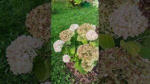 Гортензия древовидная Candybelle Marshmallow/ Кандибелле Маршмэллоу 25.09.23