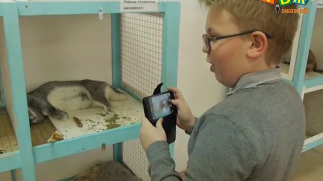 Ашинцев приглашают на выставку пушистиков смотреть онлайн