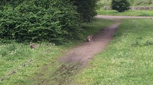 ГЕРМАНИЯ СЕГОДНЯ. РАУНХАЙМ, ГОРОДОК БЛИЗ ФРАНКФУРТА. 01.06.24. ПОВСЕДНЕВНОСТЬ. ЖИЛЫЕ ДОМА. КРОЛИКИ!!