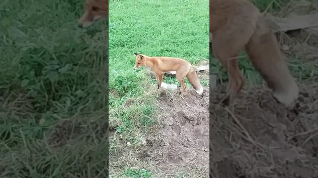 Лиса на нашей даче. смотреть онлайн