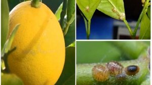 Щитовка на комнатных растениях — как бороться в домашних условиях