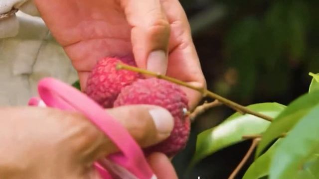 Какие растения можно вырастить из косточки в домашних условиях