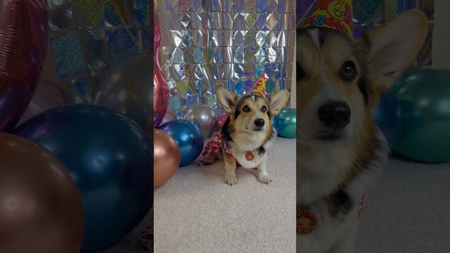 ДЕНЬ РОЖДЕНИЯ КОРГИ ЛУНЫ | 3 ГОДА #dog #corgi #funnyvideo #cute #happybirthday