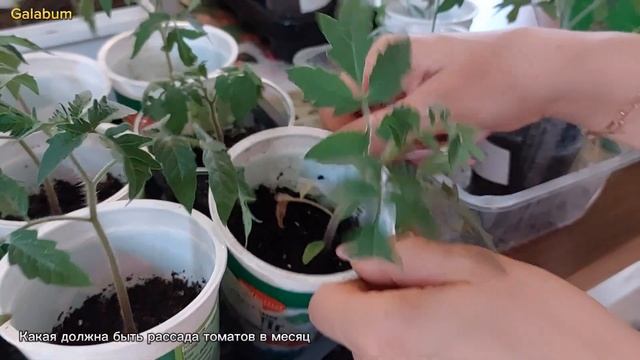 Как выглядит рассада помидор и перцев в месяц. @galabum #galabum_video смотреть онлайн