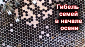 Гибель пчёл в начале осени.