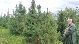 Кедр сибирский и кедр корейский.  Одна неожиданная причина кедрового разнообразия